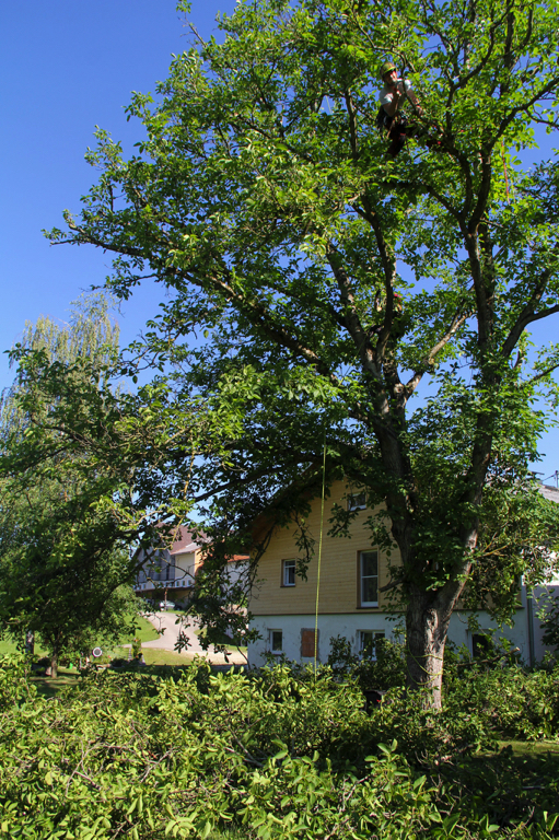 Schnittarbeiten am Baum