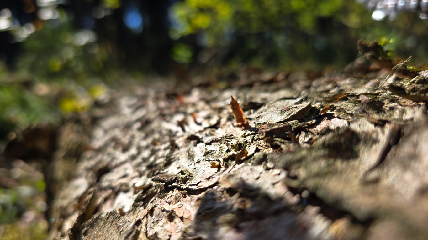 Naturmotiv rund um den Lebensraum Baum