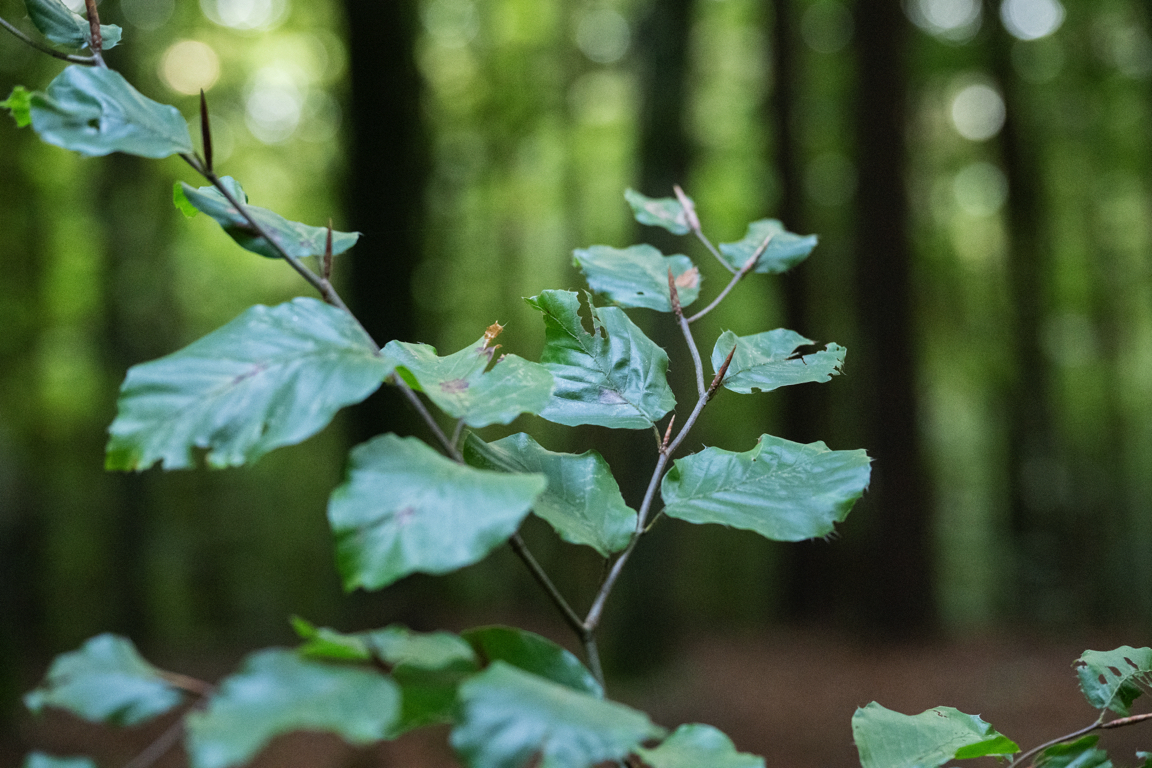 Naturmotiv rund um den Lebensraum Baum