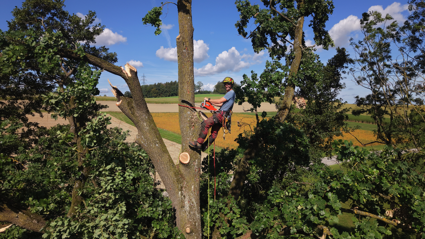 Seilgestützte Baumabtragung