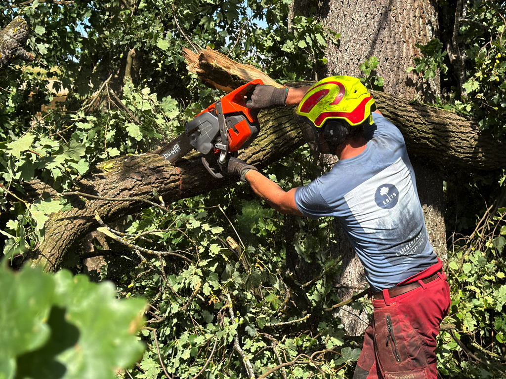 Arbeitsfoto einer stückweisen Baumabtragung